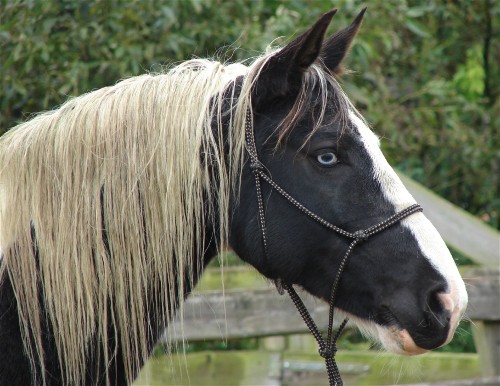 kust Overeenstemming Origineel Onze paarden | Prachtige paarden